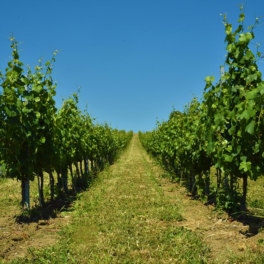 biodinamica in agricoltura