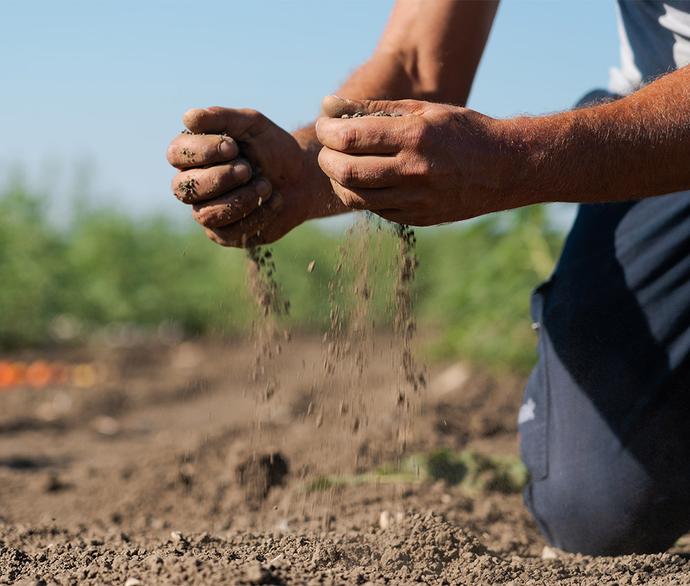 azienda agricola termoli