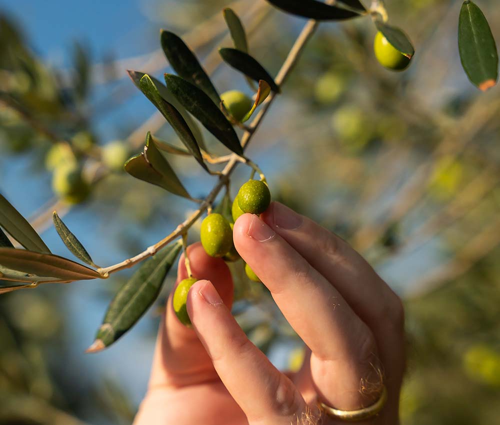 produzione olio molise